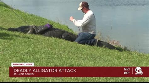 Citizens of Florida did not hear good news a few days ago as an elderly woman was attacked by an alligator without the old lady noticing the wild animal. . Alligator attacks elderly woman full video